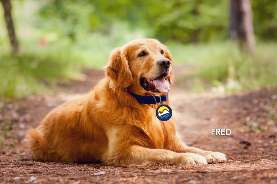 Therapy dogs provide love and friendship