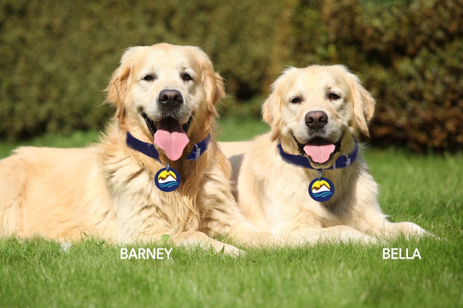 Our hard working therapy dogs. Barney and Bella, the Golden Retrievers
