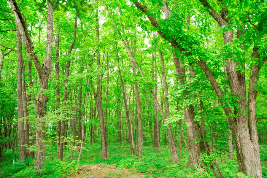 Sunshine Village Miyota site