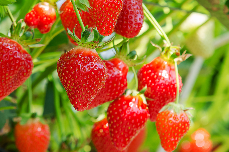 岡山県はいちご、もも、ぶどう、梨、オリーブなどの果樹園がたくさんあります。